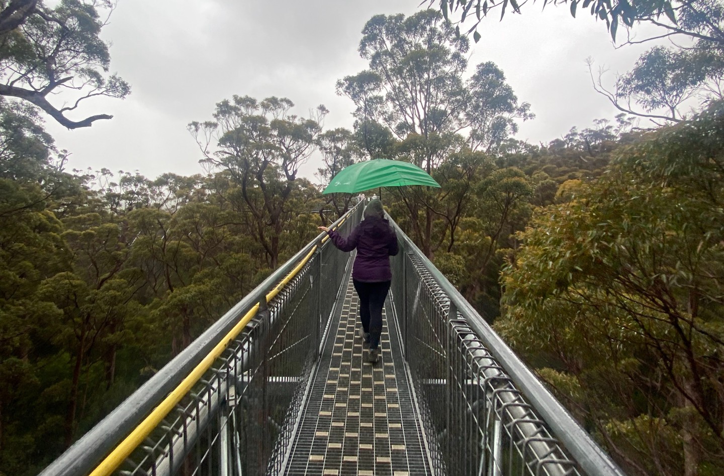 valley of the giants treetop walk